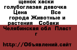 щенок хаски  голубоглазая девочка › Цена ­ 12 000 - Все города Животные и растения » Собаки   . Челябинская обл.,Пласт г.